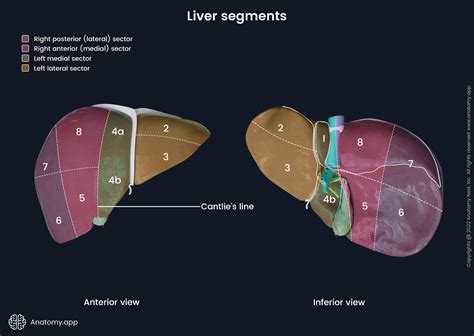 liver 5